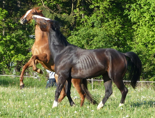 Srandičky